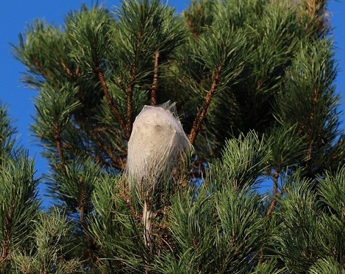 Cocon de chenilles processionnaires sur une branche de pin