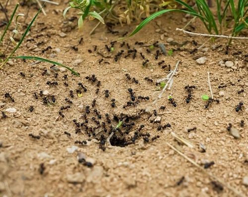 Concentration de fourmis sur le sol du jardin