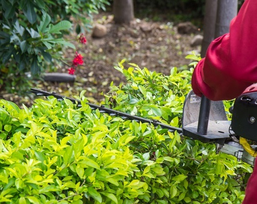 Entretien du jardin, taille