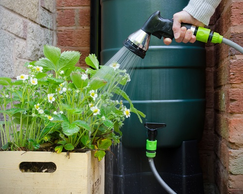 Arrosage avec l'eau de pluie