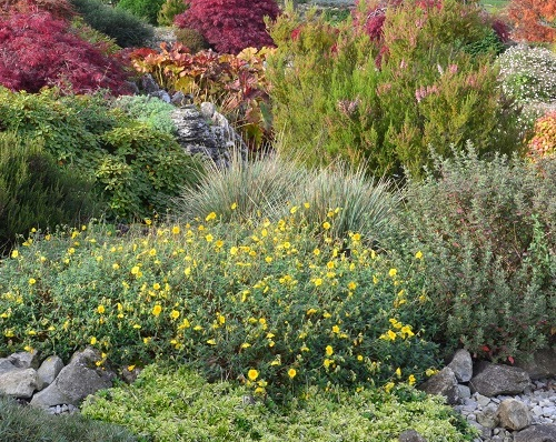 Des plantes pour un jardin sec