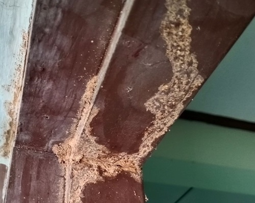 Termites dans la maison