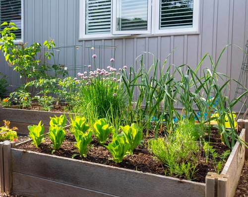 Comment construire un carré potager avec du bois ? Comment construire un carré potager avec du bois ?