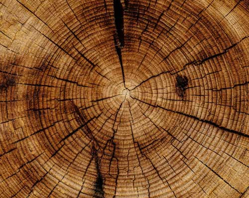 Les essences de bois 