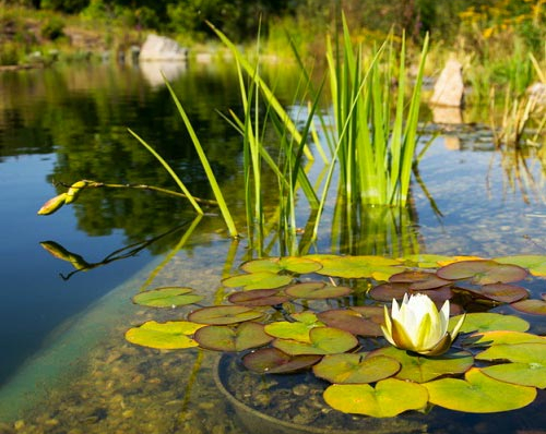 Comment construire une piscine naturelle ? Comment construire une piscine naturelle ?