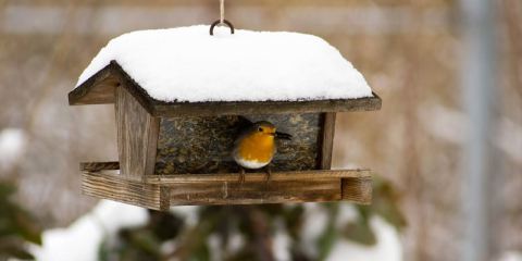 Oiseau posé sur mangeoire en hiver