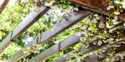 Pergola pour plantes grimpantes