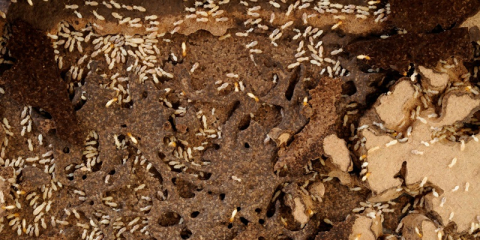 Colonie de termites dans les boiseries d'une maison