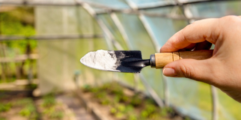 Bicarbonate de soude pour désherbage naturel