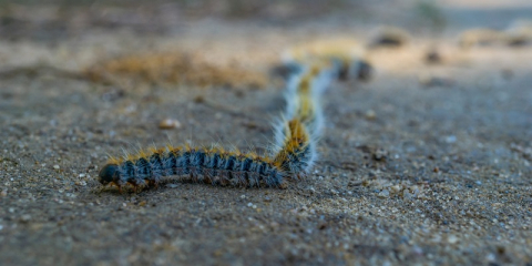 Chenilles processionnaires du pin sur le sol