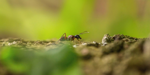 Un fourmi dans le jardin