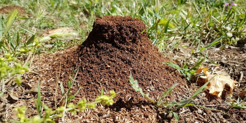 Une fourmilière dans le jardin