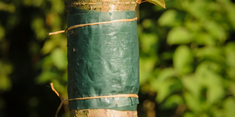 Bande de glu arboricole attachée à un tronc d'arbre