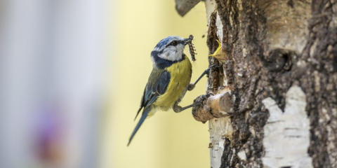 Mésange portant une chenille en son bec